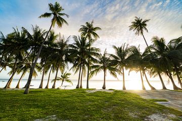 Palmen zum Sonnenuntergang auf der Insel Siquijor auf Philippinen