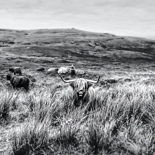 Highland Cow Landschap SW