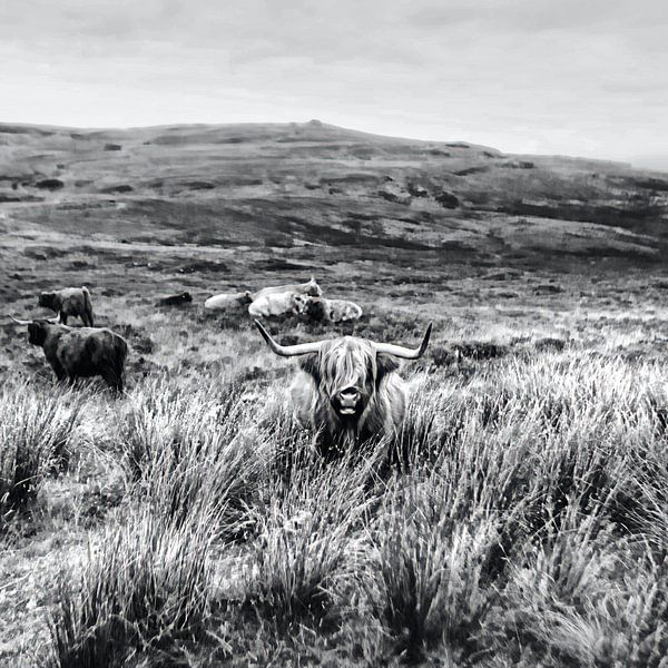 Highland Cow Landscape SW by Mad Dog Art