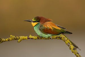 Oiseau guêpier sur une branche