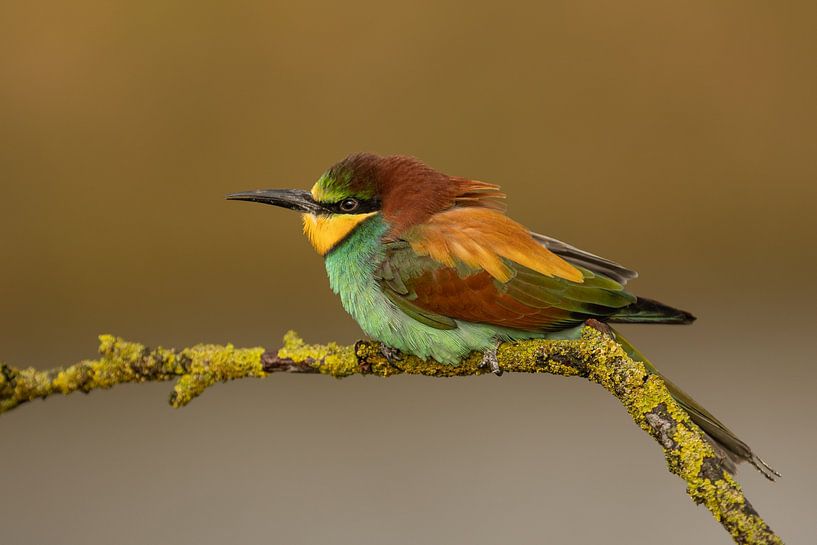 Bee-eater bird on a branch by KB Design & Photography (Karen Brouwer)
