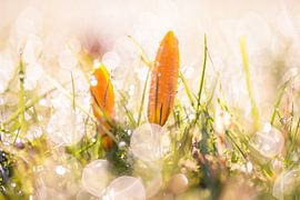 Krokusjes in de ochtend by Christiaan Onrust