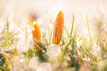 Krokusjes in de ochtend