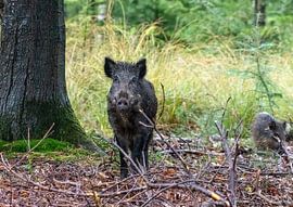 Das Wildschwein von Merijn Loch