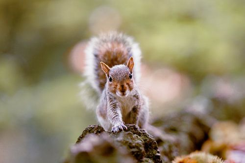 grey squirrel in Italy by mirka koot