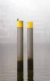 Vogel im Hamburger Hafen von Nils Steiner