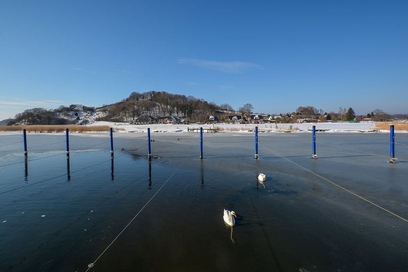 Swans at the frozen Bodden, harbour Moritzdorf by GH Foto & Artdesign