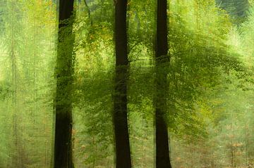 Three trees Speulderbos by Truus Hagen
