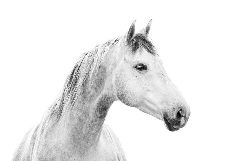 Pureté blanche par Femke Ketelaar