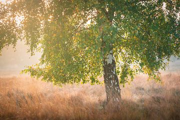 Bouleau avec feuilles d'automne | Lever de soleil sur la lande | Veluwe sur Marijn Alons