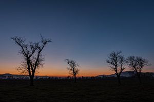 Arbres comme une silhouette