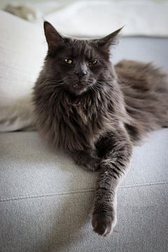 Portrait d'un chaton Maine Coon gris sur Robin Mulders