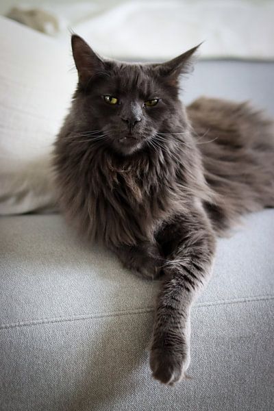 Porträt eines grauen Maine Coon Kätzchens von Robin Mulders