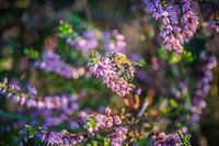 Par - bruyère violette