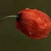 Coquelicot pleureur sur Hans Koster