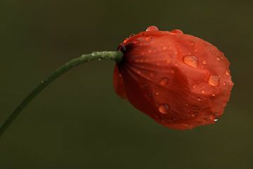 Crying poppy van Hans Koster