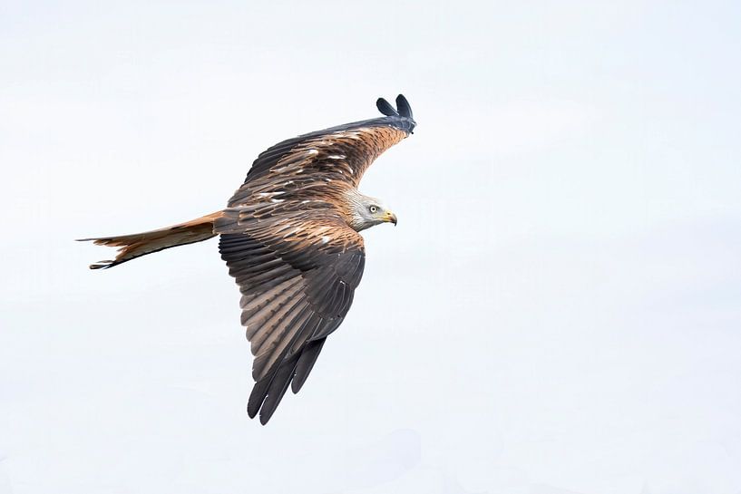 Red Kite in flight by Jan van Vreede
