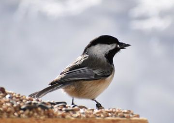 A chickadee at the garden supply bin by Claude Laprise