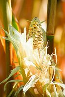 Corn flowers visited by birds and insects 2-2