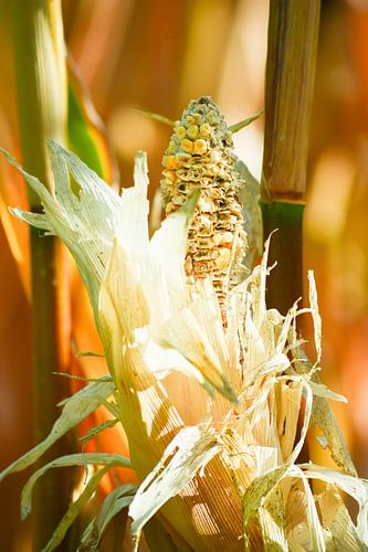 Corn flowers visited by birds and insects 2-2