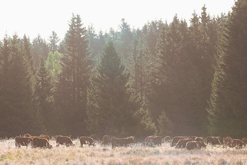 Früher Morgen Schluftwiesen Schierke. von Rens Zwanenburg