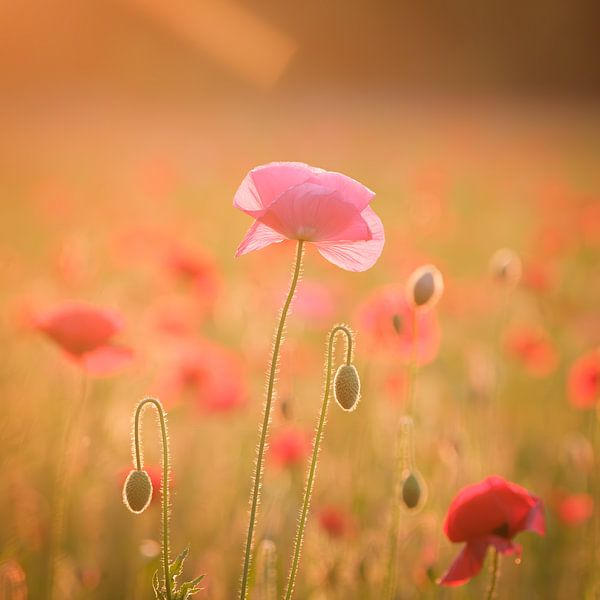 Coquelicot par Ronald Beelen