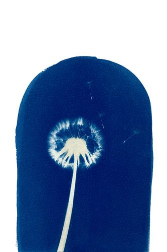 Cyanotypie paardenbloem #2