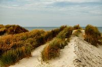 Dunes in the warm sun