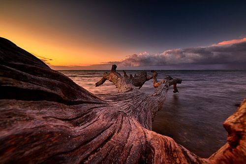 Sleeping trees by the Baltic Sea