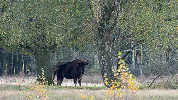 Wisent
