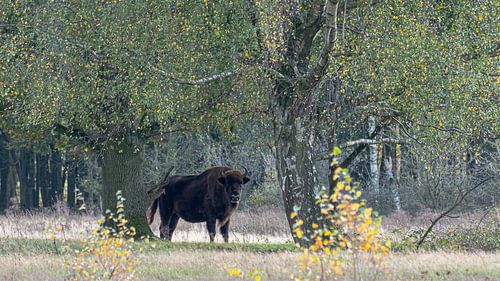 Wisent
