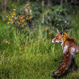 vos in zijn natuurlijke omgeving by Robin Smit