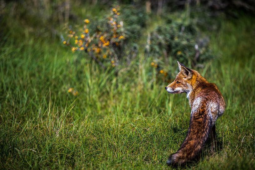 vos in zijn natuurlijke omgeving von Robin Smit