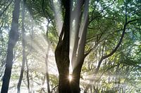 morning sun