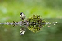 Große Meise auf der Insel