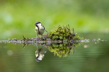 Great Tit on the island by Apple Brenner