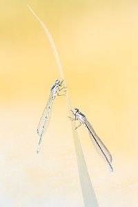 2 demoiselles sur une tige de feuille