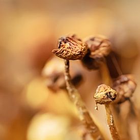 Mooie uitgedroogde paddenstoelen van Roosmarijn Bruijns