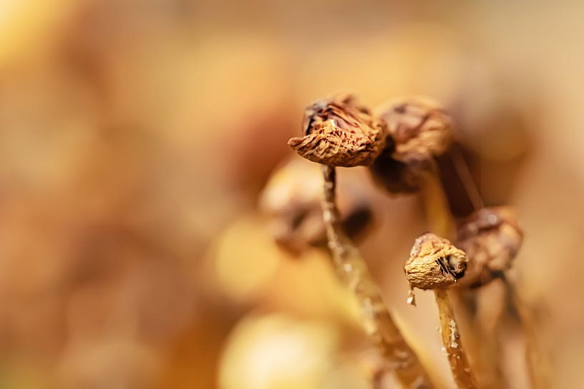 Schöne getrocknete Pilze von Roosmarijn Bruijns