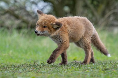 Young fox (cub) in the Amsterdam water supply dunes