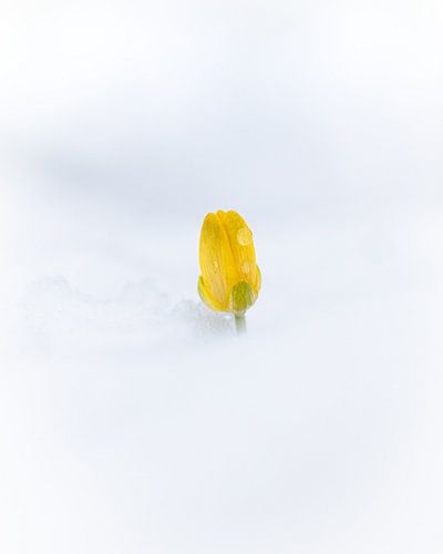 Lente overwint de winter van Tom Mourik