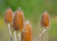 Wild teasel