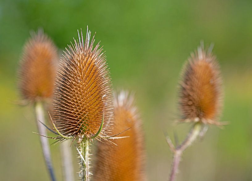 Wild teasel by Michael Schuppich
