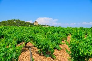 Weinberge in Châteauneuf-du-Pape