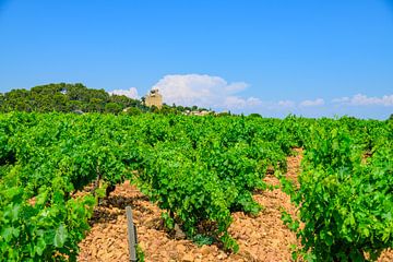 Wijngaarden in Châteauneuf-du-Pape van Sjoerd van der Wal Fotografie