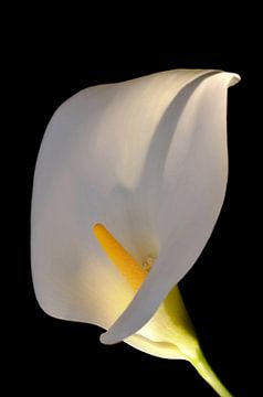 Calla lily by Violetta Honkisz