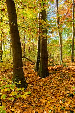 La forêt en automne sur Günter Albers