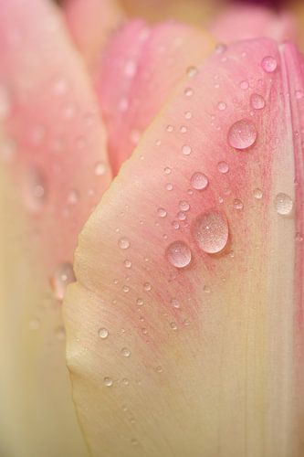Close-up van regendruppels op tulp