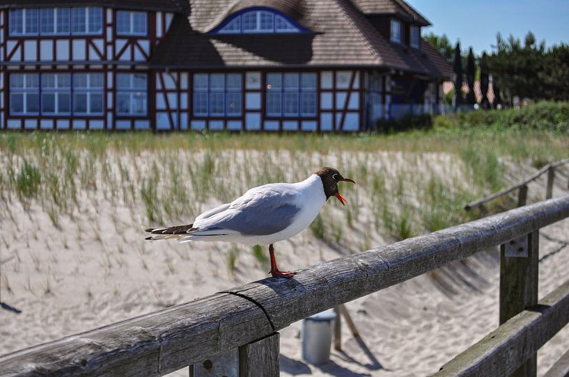 schreiende Möve an der Seebrücke in Zingst von GH Foto & Artdesign