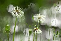 Paardenbloemen in The Spotlight